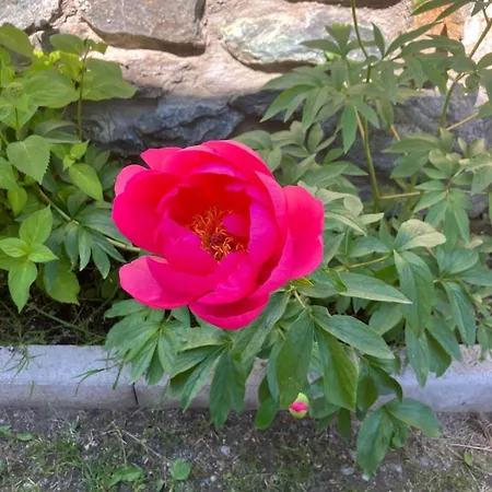 Casa Lo Tze Relais - Indipendent House With Amazing View Lägenhet Valtournenche